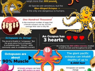 Screenshot_8-10-2025_171055_www.australianenvironmentaleducation.com.au